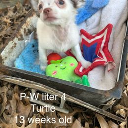 Chihuahua Puppies from My Crzy Chihuahuas