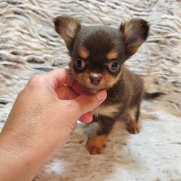 Clarice chocolate, tan boy - Chocolate and tan male Chihuahua puppy in Richmond, Virginia from Breens