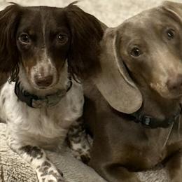 Dachshunds from Dazzling Diamond Dachshunds