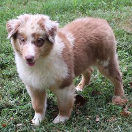 Celina - Red merle female Australian Shepherd puppy in Kansas, Oklahoma from Windy G Farm