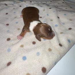AKC male 1 - Chocolate and tan male Dachshund puppy in Knoxville, Tennessee from Thea's Puppies