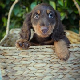 Greg - Chocolate and tan male Dachshund puppy in Temecula, California from Naomi Magee's Dachshund Kennel