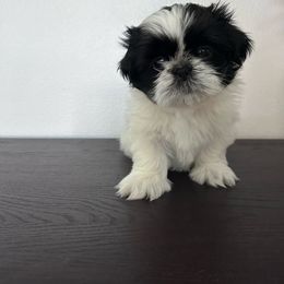 Trixie - Black and white female Shih Tzu puppy in Bullhead City, Arizona from Arizona Shih Tzu Land