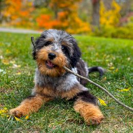 Assorted Doodle Crosses, Aussiedoodles, and Bernedoodles from WestPenn Doodles LLC
