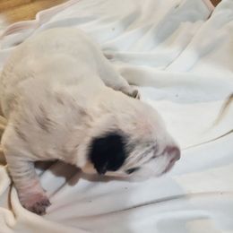 Chia - Blue male Australian Cattle Dog puppy in Monterey, Tennessee from Quarter Acre Farms