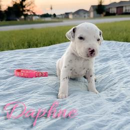 Daphne - White and liver brown female Dalmatian puppy in Mount Vernon, Missouri from Spots & Spirals