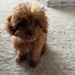 Bernedoodle, Cavapoo, Havanese, and Havapoo Puppies from Lady Paws Puppies - Cassie