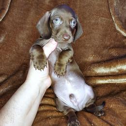 JAVA - Chocolate male Dachshund puppy in Swink, Oklahoma from Palali Farm
