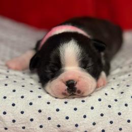 Sky (pink collar) - Brindle and white female Boston Terrier puppy in Mishawaka, Indiana from Mendez Boston's
