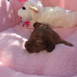 Ember- AKC Price 3210 - pet only price 2,210 - Dapple female Dachshund puppy in Bristol, Tennessee from It's Mini Wieners Baby