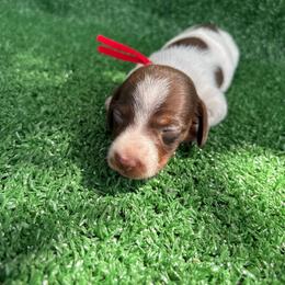 Bear - Piebald male Dachshund puppy in Hawley, Texas from Little e Dachshunds