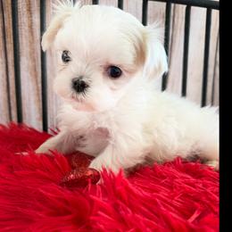 PEBBLES - White female Maltese puppy in Orlando, Florida from Denise’s Puppies