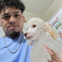 Boy 6 - Cream male Poodle puppy in Lawton, Oklahoma from My Precious Toy Poodles