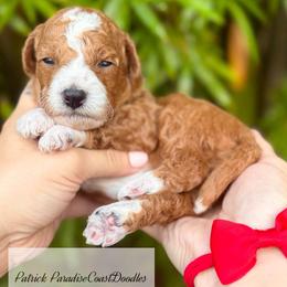 TOY Patrick - Red  male Goldendoodle puppy in North Port, Florida from Paradise Coast Doodles