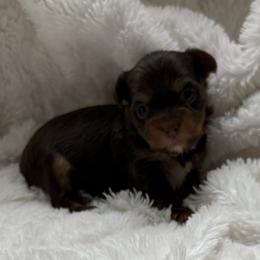 Patch AKC - Chocolate and tan male Yorkshire Terrier puppy in Labelle, Florida from Chocolate and Parti Yorkies in Florida