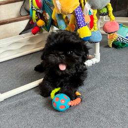 Zeke - Black male Shih Tzu puppy in Kettering, Ohio from The Ruff Life Tribe