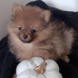 Titan - Orange sable male Pomeranian puppy in Greenville, North Carolina from Pampered Pomeranians