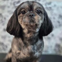 Talon - Black and tan male Shih Tzu puppy in Parma, Ohio from D's DeVine Shih-Tzu