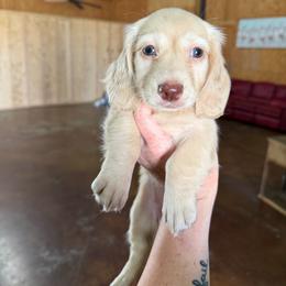 Angie Steadman - Cream female Dachshund puppy in Stamford, Texas from West Texas Miniature Dachshunds
