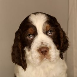 Boy 3 - English Springer Spaniel puppy in Swainsboro, Georgia from Sweet Georgia Springers
