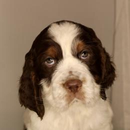 Boy 3 - English Springer Spaniel puppy in Swainsboro, Georgia from Sweet Georgia Springers