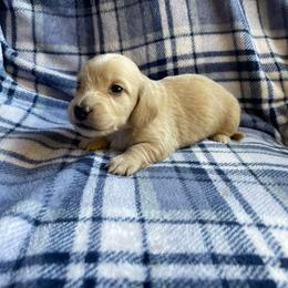Black Base Cream Boy - Cream male Dachshund puppy in Oklahoma City, Oklahoma from Jess’s Dachshunds