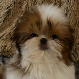 Girl 3 - Red and white female Shih Tzu puppy in Dallas, Texas from A Sassy Soul Shih-Tzu