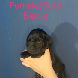 Labrador Retriever Puppies from Shadows Lovely Kennel