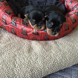 Phoenix - Blue and gold male Yorkshire Terrier puppy in Homosassa, Florida from Pastime’s Yorkshire Terriers