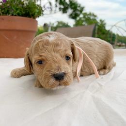 Rosie - Golden female Cockapoo puppy in Bedford, Iowa from Our Father’s Doodles