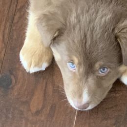 Australian Shepherds from Back 40 Aussies