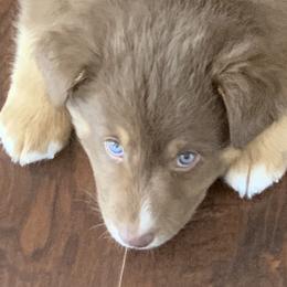 Australian Shepherds from Back 40 Aussies