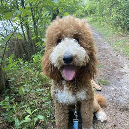 Strawberry - Goldendoodle