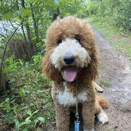 Strawberry - Goldendoodle