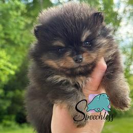 Dodger- 4000.00 dollars - Black and tan male Pomeranian puppy in Perry County, Ohio from Speechless Pom’s