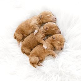 Maltipoo and Poodle Puppies from Little Toy Poodles