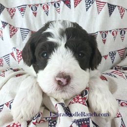 Labradoodle Ranch breeder of Labradoodle