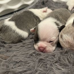 Companion Cross puppies from Blue Elite Boston Terriers Frenchies & Frenchtons