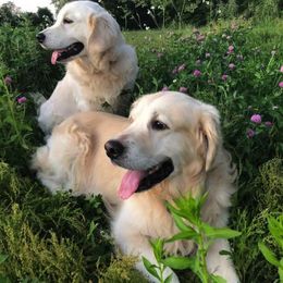 Golden Retrievers from SolarWind