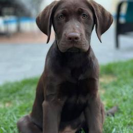 Labrador Retriever Puppies from The Homestead at Little Creek