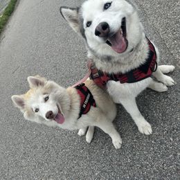 Siberian Husky Puppies from Young Orchard Siberians
