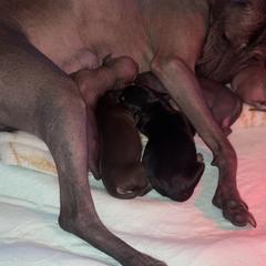 Xoloitzcuintli puppies from Upstate Xoloitzcuintli NY