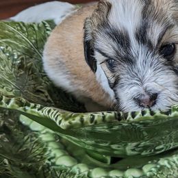 Havanese puppies from Endearing Havanese