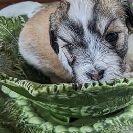Havanese puppies from Endearing Havanese