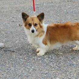 Ruby - Pembroke Welsh Corgi