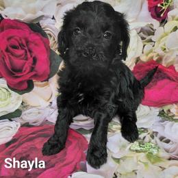 Shayla - Black female Goldendoodle puppy in Eau Claire, Wisconsin from Fisher River Doodle's