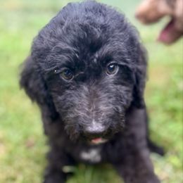 Remington F - Black female Labradoodle puppy in Kingston, Georgia from CC Familydoodles