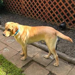 AKC Remmy - Labrador Retriever
