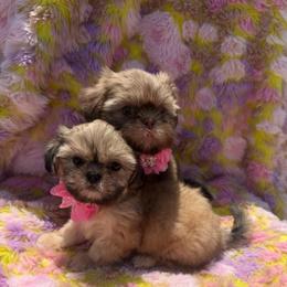 Paris - Sable female Shih Tzu puppy in Burlington, North Carolina from Nancy’s Lil’Shih Tzus