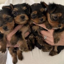 Yorkshire Terrier puppies from Stephanie's Yorkshire Terriers